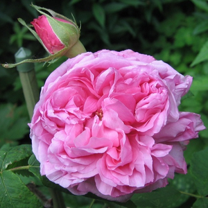 Madame Knorr - pink - portland rose